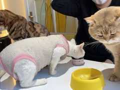-猫小院猫主题餐厅(南锣旗舰店)