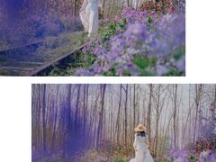 -合肥滨湖国家森林公园