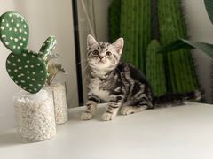 -喵zoo家庭繁育猫舍(尖东智能花园店)