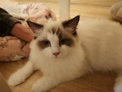 -滚猫咖啡·猫咖·猫友好撸猫(未来城店)