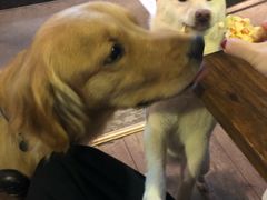 -百好乐宠物友好餐厅(朝外大街店)