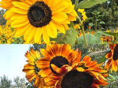 -汉长安城未央宫国家考古遗址公园