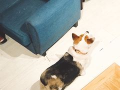 -艾蜜西餐厅(梅园店)