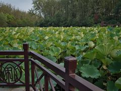 -合肥滨湖国家森林公园