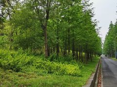 -上海长兴岛郊野公园