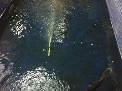 -鸿渡渔庄·特色鸭咀鱼