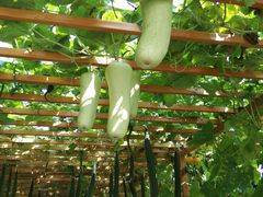 -中国天府农业博览园