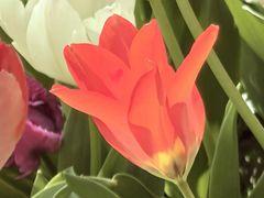 -上海鲜花港
