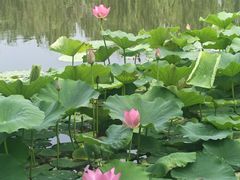 -南翠屏公园