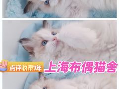 -麒麟缅因猫舍·十五年缅因猫选购中心