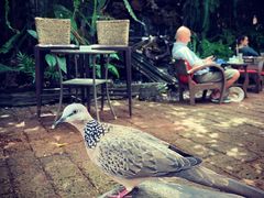 -Fern Forest Cafe