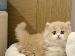 -猫十亿·布偶金渐层·曼基康矮脚猫舍(青年路店)