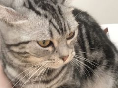 -喵宠乐园·撸猫互动·猫舍