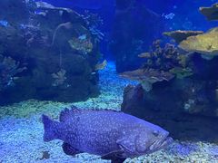 -江和美海洋公园