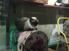 -猫咪博物馆(顶澳仔猫街店)