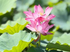 -莲花池公园