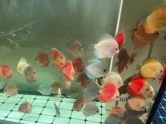 -武汉花鸟市场