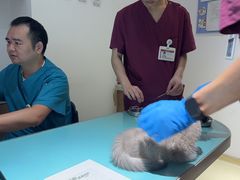 -艾贝尔宠物医院·24H转诊中心·肿瘤猫专科(江宁双龙店)