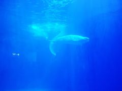 -多彩贵州城极地海洋世界