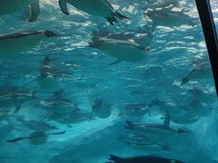 -珠海长隆海洋王国