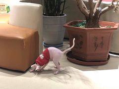 -藏猫猫咖啡主题馆(中央大道店)