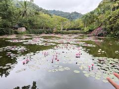 -野象谷景区