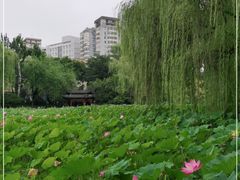 -莲湖公园