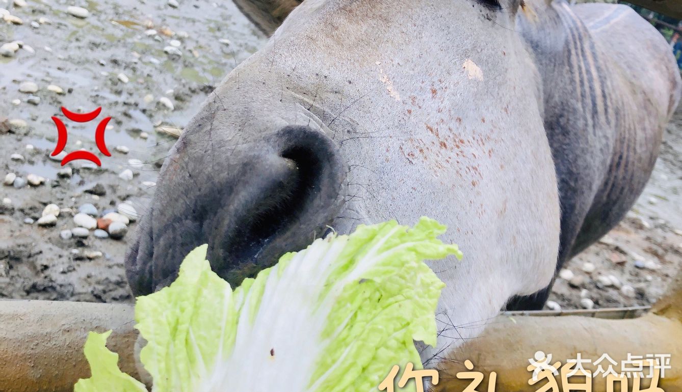 超多萌宠‼️超多表演‼️超级适合溜娃的亲子乐园㊙️