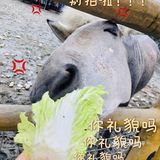 超多萌宠‼️超多表演‼️超级适合溜娃的亲子乐园㊙️