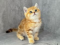 -小猫来了·猫舍(红山六九七九店)