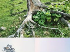 -老秃顶草原景区