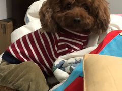 -宠颐生动物医院·心脏科·保险定点(锦阳分院)