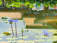 -莲花池公园