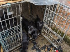 -荣德灶台鱼(圣泉寺店)