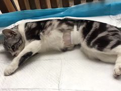 -灵美宠物诊所