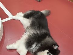 -和它·交个朋友·狗咖猫咖(爱琴海店)