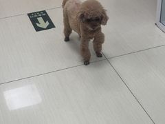 -全心全意连锁动物医院·微创中心·内科急重症·心脏专科(丰管路店)