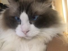 -猫にゃん · 猫的隐藏屋猫咖(麦地旗舰店)