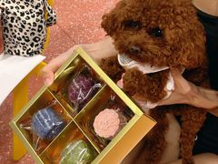 -帕帕拉兹宠物(亚洲旗舰店)