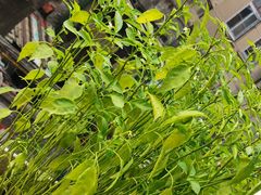 -胖哥料理(兴义里店)