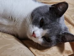 -糯米喵星人总部直营旗舰店·猫舍·幼猫出售
