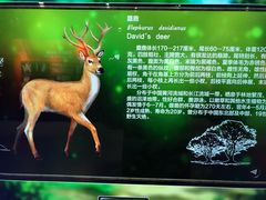 -北京麋鹿生态实验中心