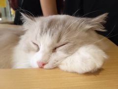 -瞄一喵猫咖(格力海岸店)