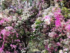 -深圳国际园林花卉博览园