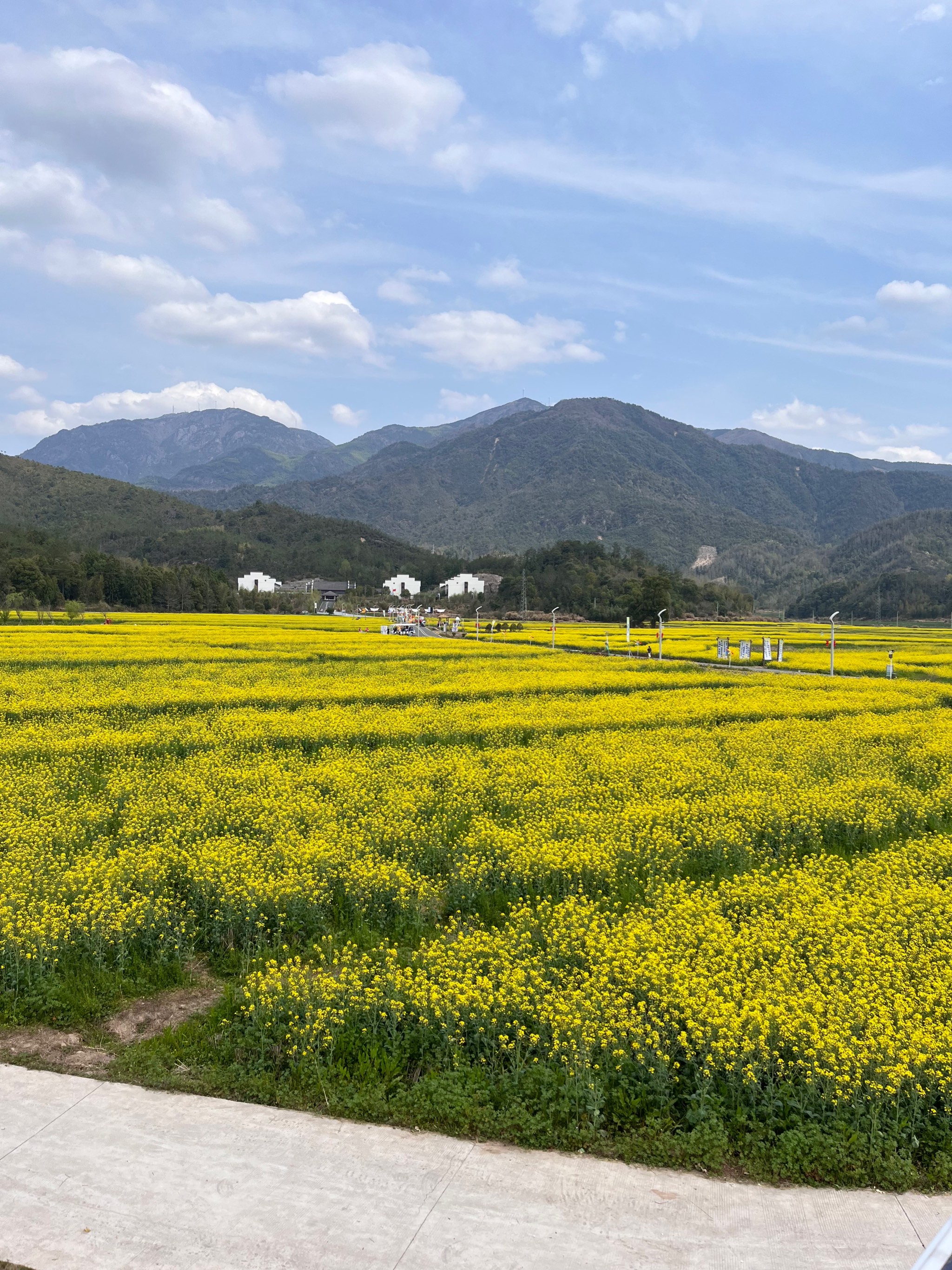 仙居下各镇油菜花图片