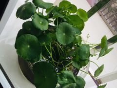 -双季花艺园艺市场(浦东店)