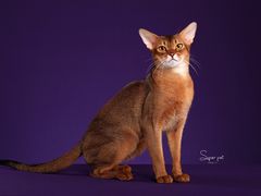 -超宠爱宠物摄影-Super pet