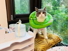 -伟伟宠物医院·CT影像中心·瑞派犬猫综合性门诊(汉口总院)