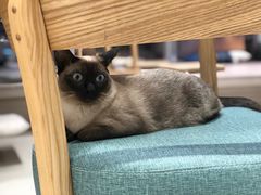 -藏猫猫咖啡主题馆(中央大道店)