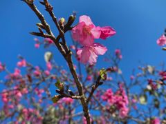 -天适樱花悠乐园